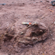 The dinosaur fossil came out of the ground in western Argentina.